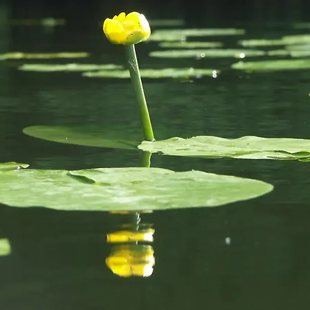 Apartment Charlottenhof *